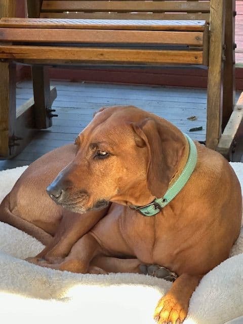 Rhodesian Ridgeback Puppies breeder image 3