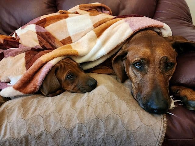 Rhodesian Ridgeback Puppies breeder image 7