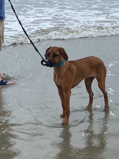 Rhodesian Ridgeback Puppies breeder image 5