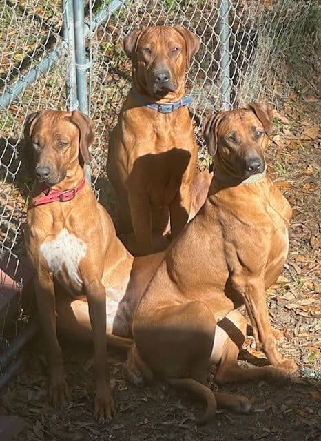 Rhodesian Ridgeback Puppies breeder image 1