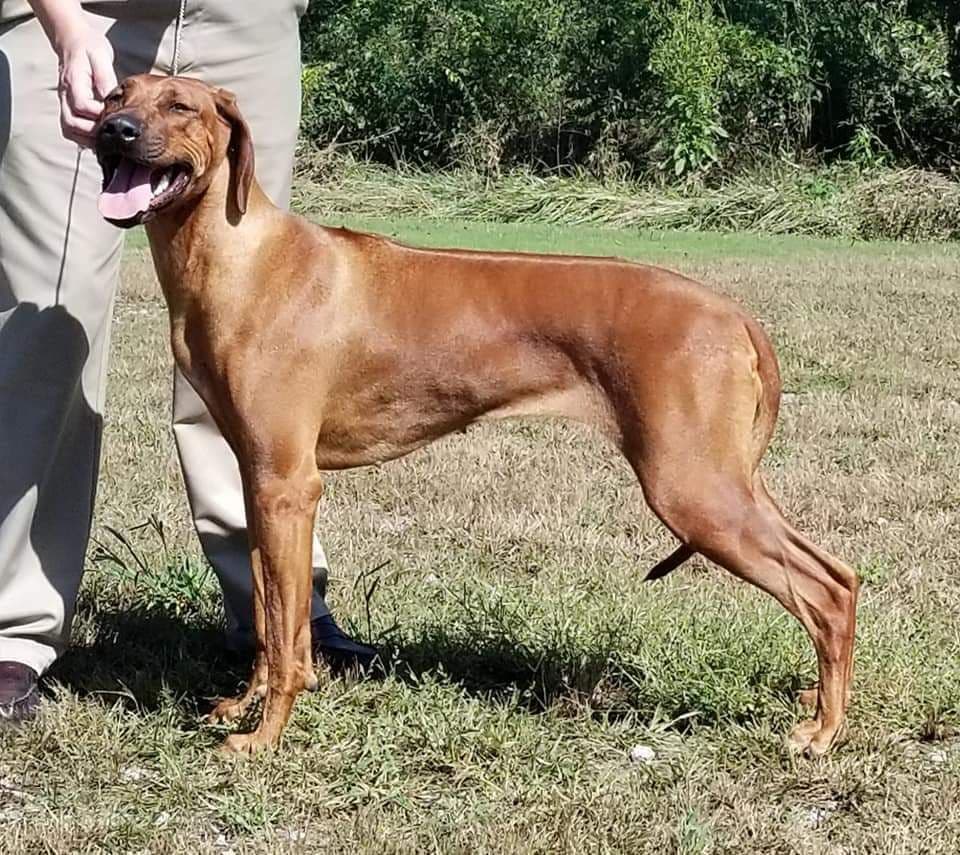 Rhodesian Ridgeback Puppies breeder image 11