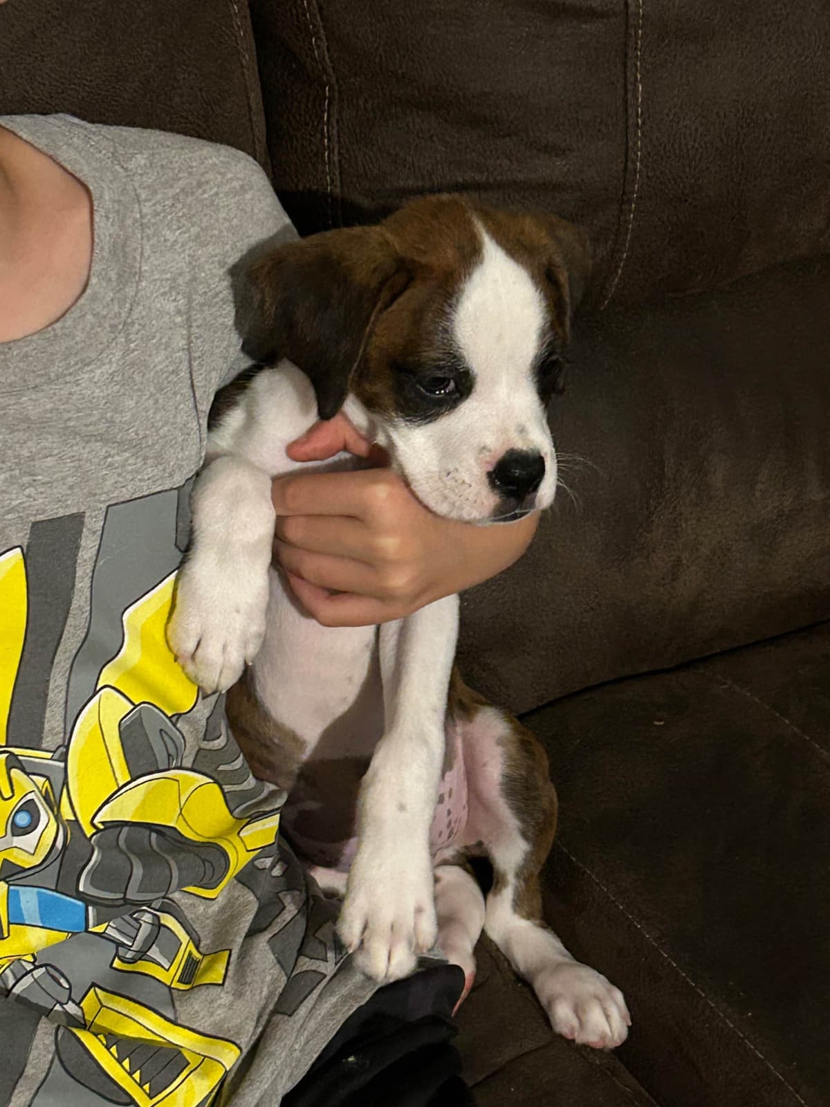 Boxer Puppies breeder image 1