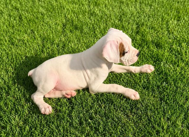 Boxer Puppies media 2