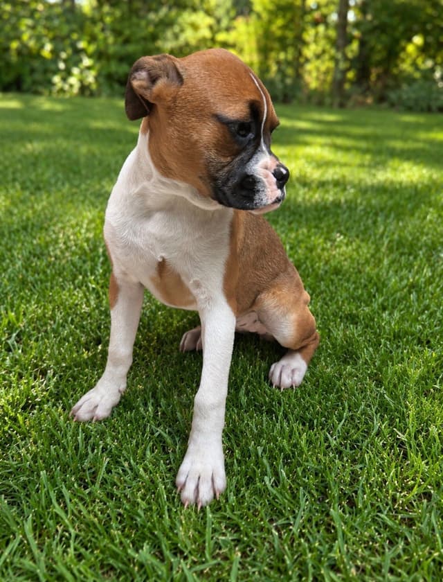 Boxer Puppies media 3