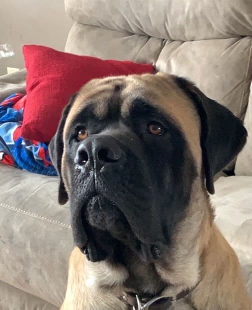 Mastiff Puppies breeder image 1