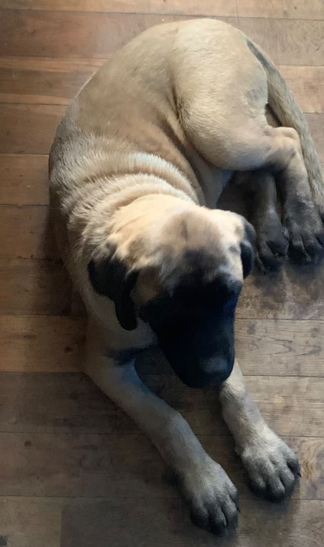 Mastiff Puppies media 2