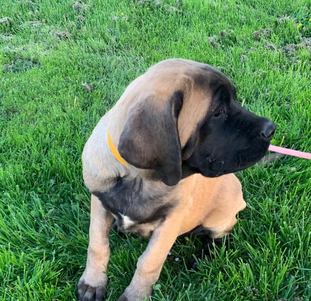 Mastiff Puppies media 3