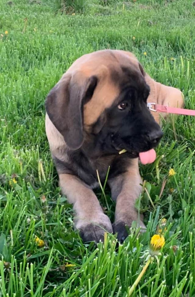 Mastiff Puppies media 5
