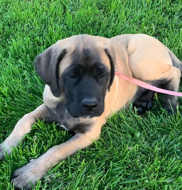 Mastiff Puppies media 6