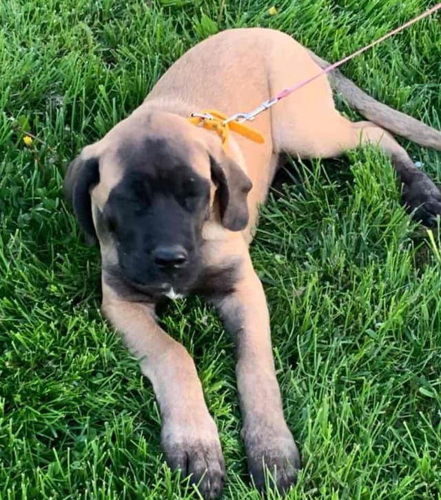 Mastiff Puppies media 7