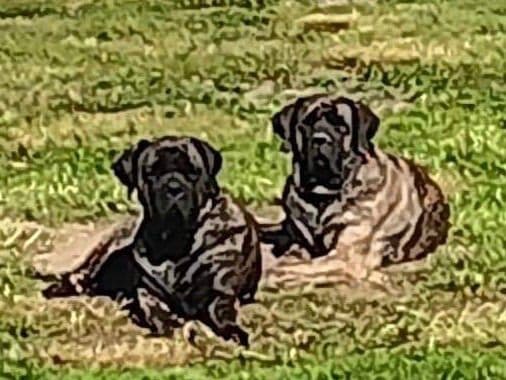 Mastiff Puppies breeder image 2