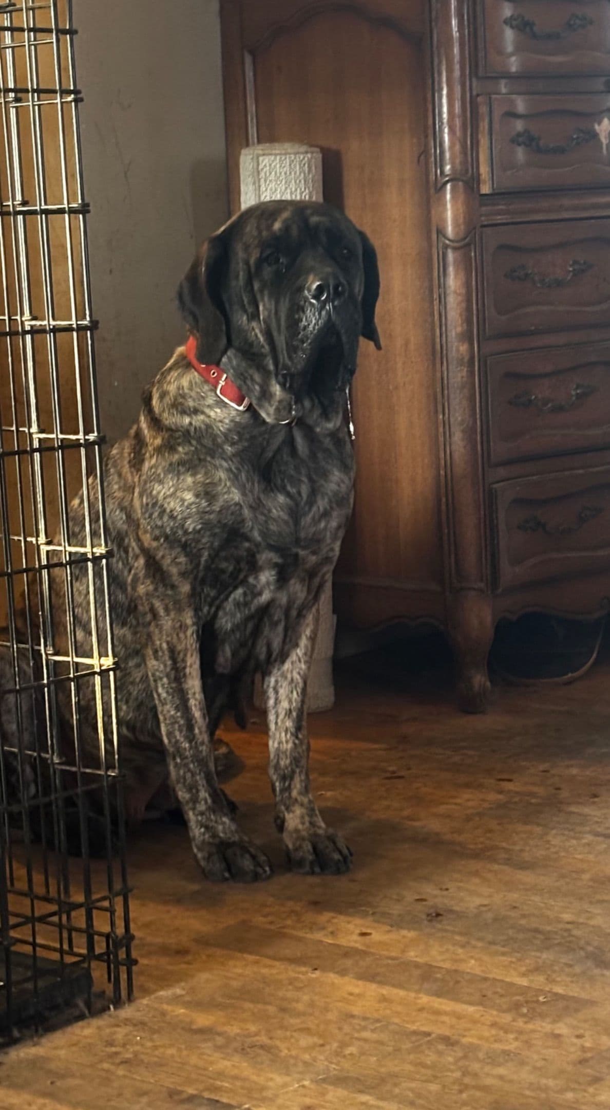 Mastiff Puppies breeder image 3