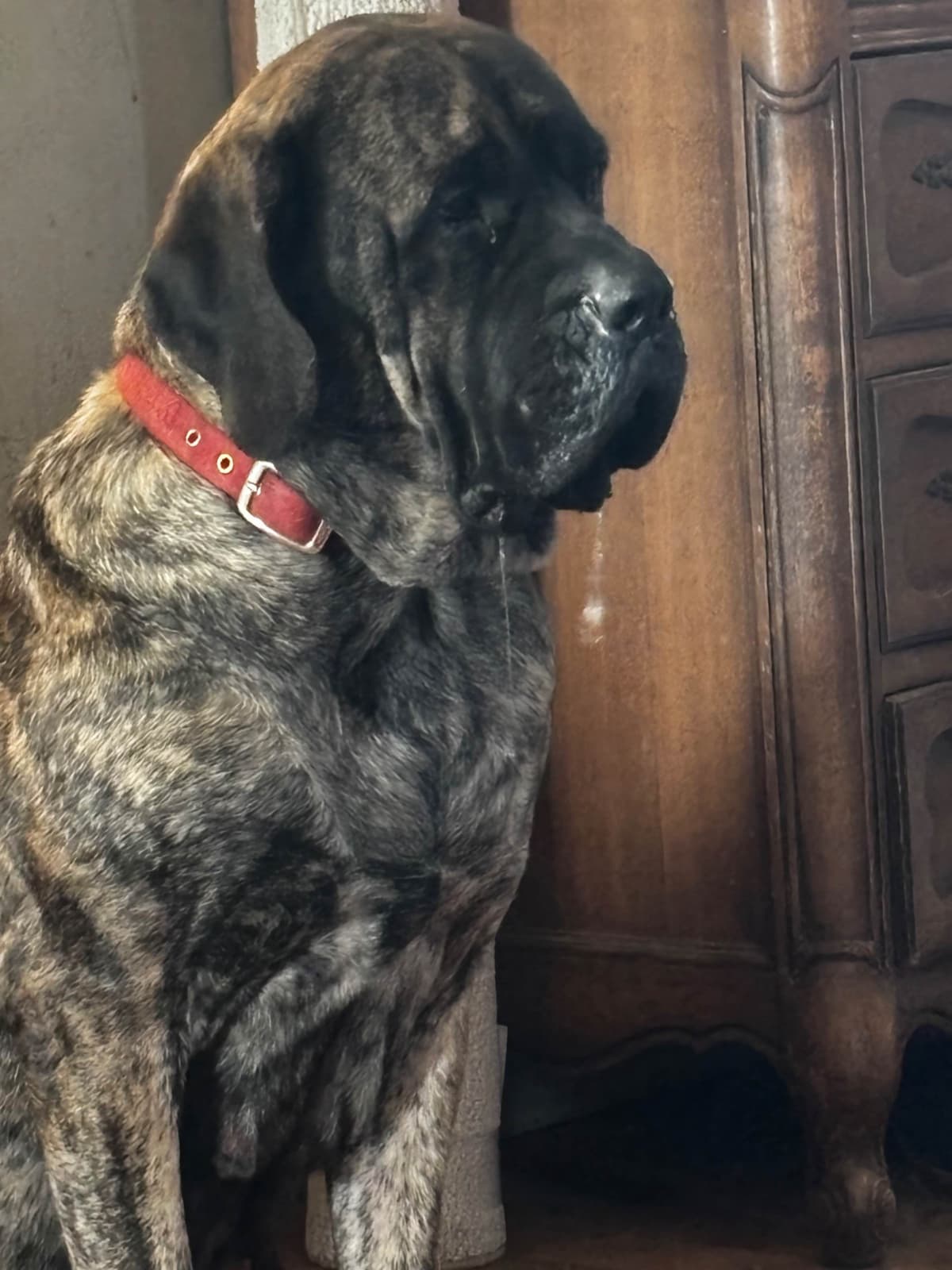 Mastiff Puppies breeder image 5