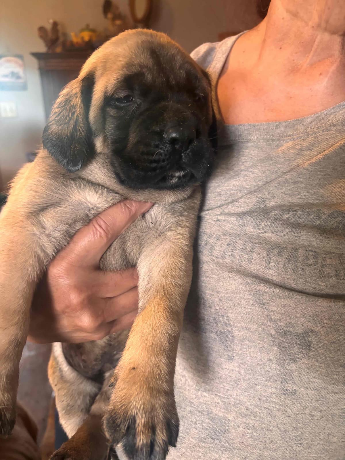 Mastiff Puppies breeder image 6