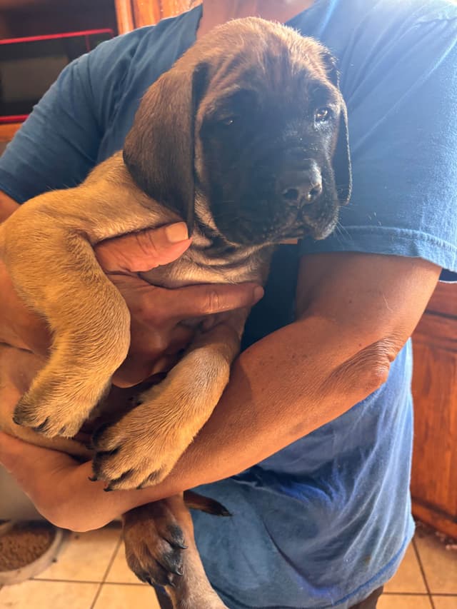 Mastiff Puppies media 5