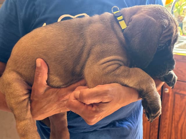 Mastiff Puppies media 6