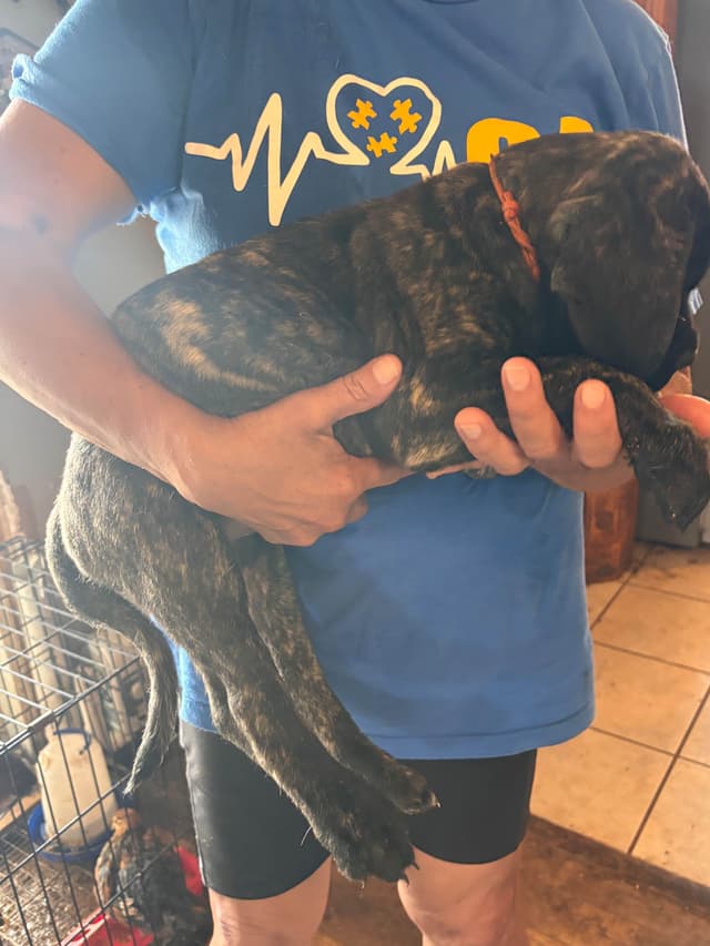 Mastiff Puppies media 8