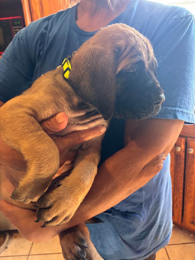 Mastiff Puppies media 9