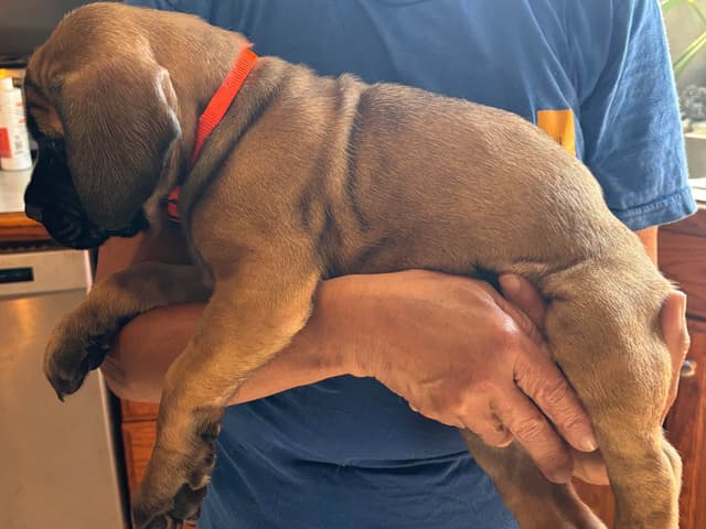 Mastiff Puppies media 7