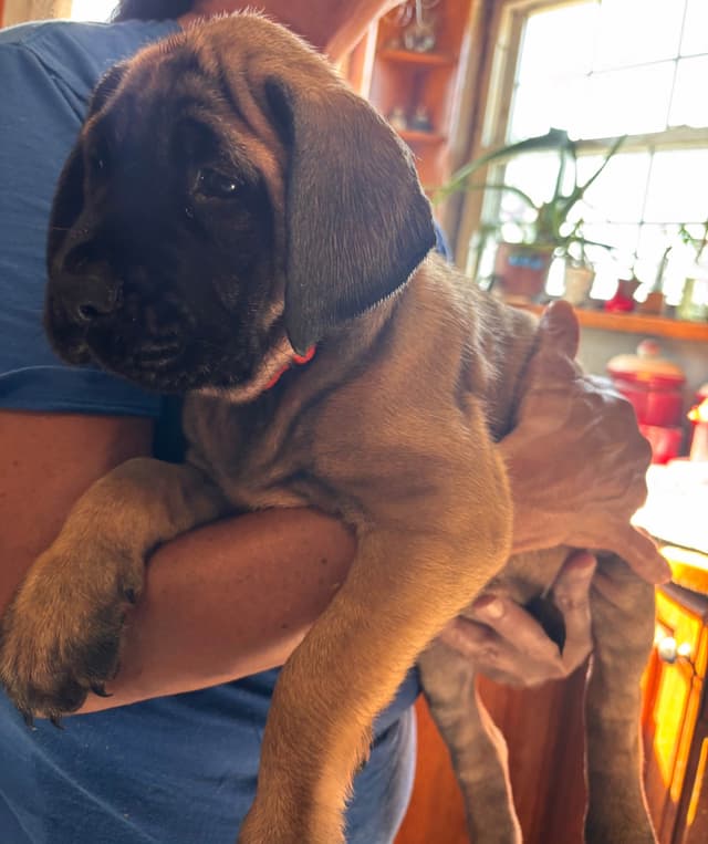 Mastiff Puppies media 4