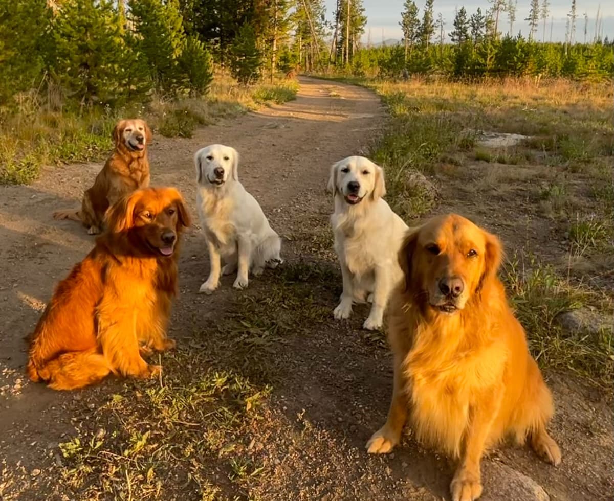 English Cream Golden Retriever Puppies breeder image 8