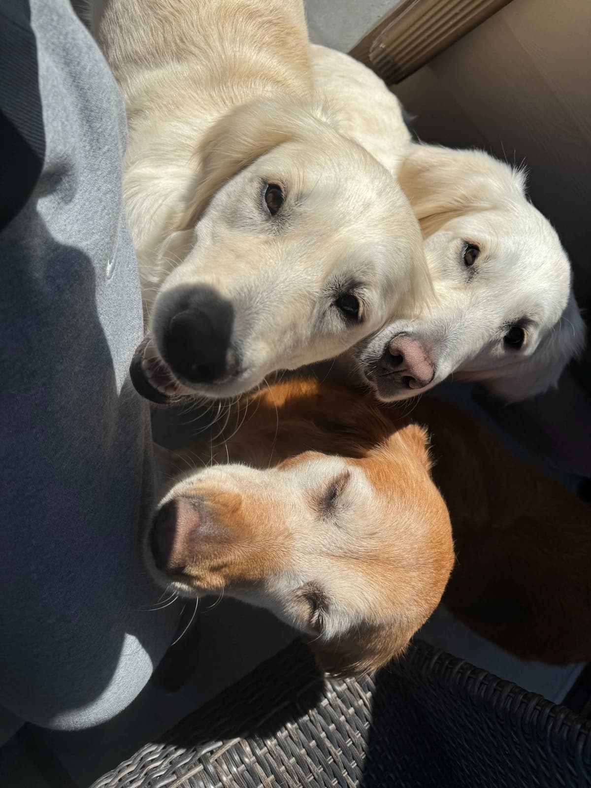 English Cream Golden Retriever Puppies breeder image 15