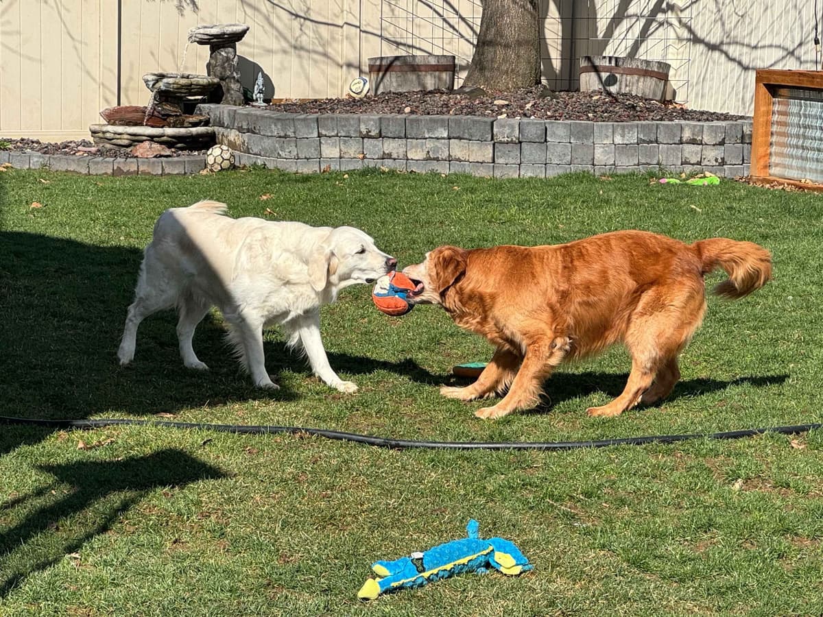 English Cream Golden Retriever Puppies breeder image 19