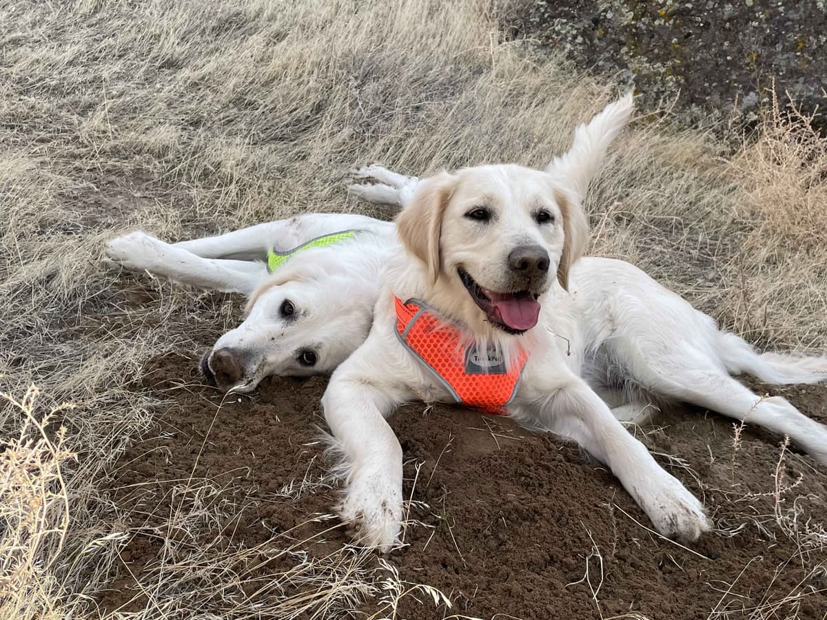 English Cream Golden Retriever Puppies breeder image 22