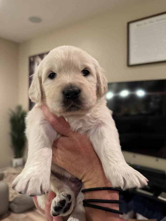 English Cream Golden Retriever Puppies media 2