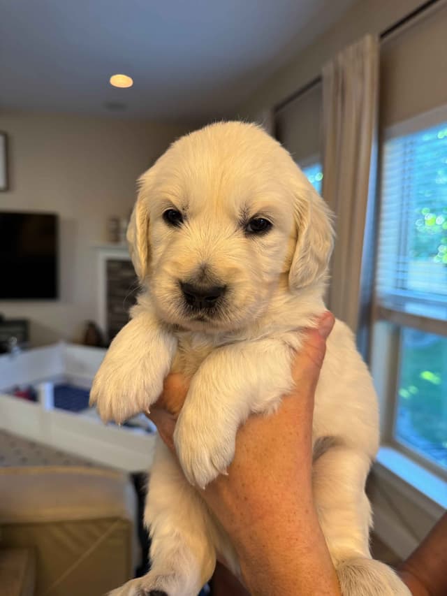 English Cream Golden Retriever Puppies media 3
