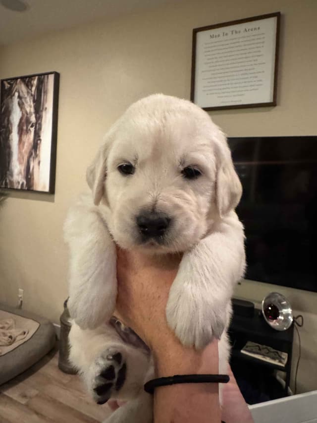 English Cream Golden Retriever Puppies media 4