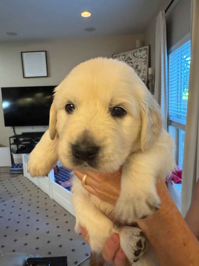 English Cream Golden Retriever Puppies media 6