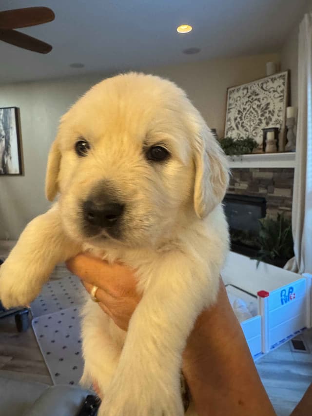 English Cream Golden Retriever Puppies media 5