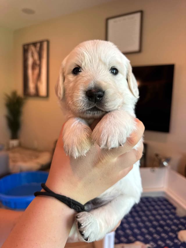 English Cream Golden Retriever Puppies media 7