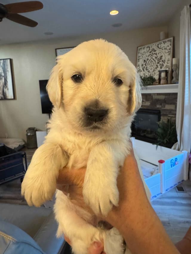 English Cream Golden Retriever Puppies media 8