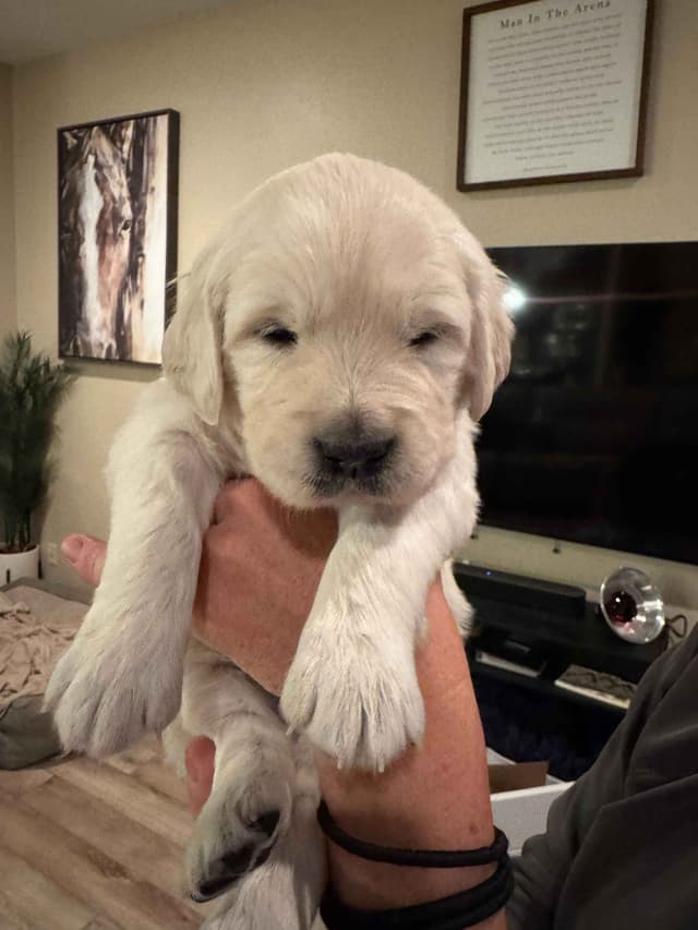 English Cream Golden Retriever Puppies media 9