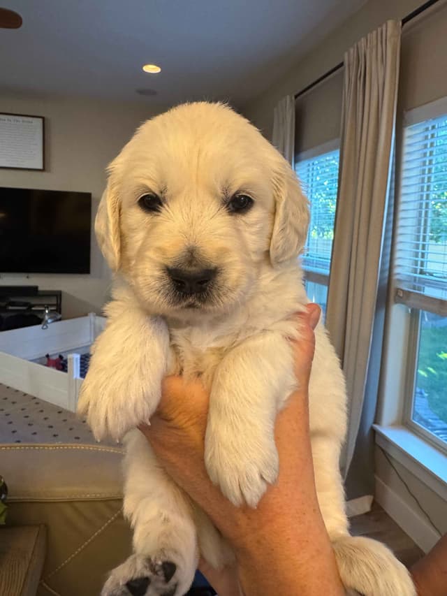 English Cream Golden Retriever Puppies media 10