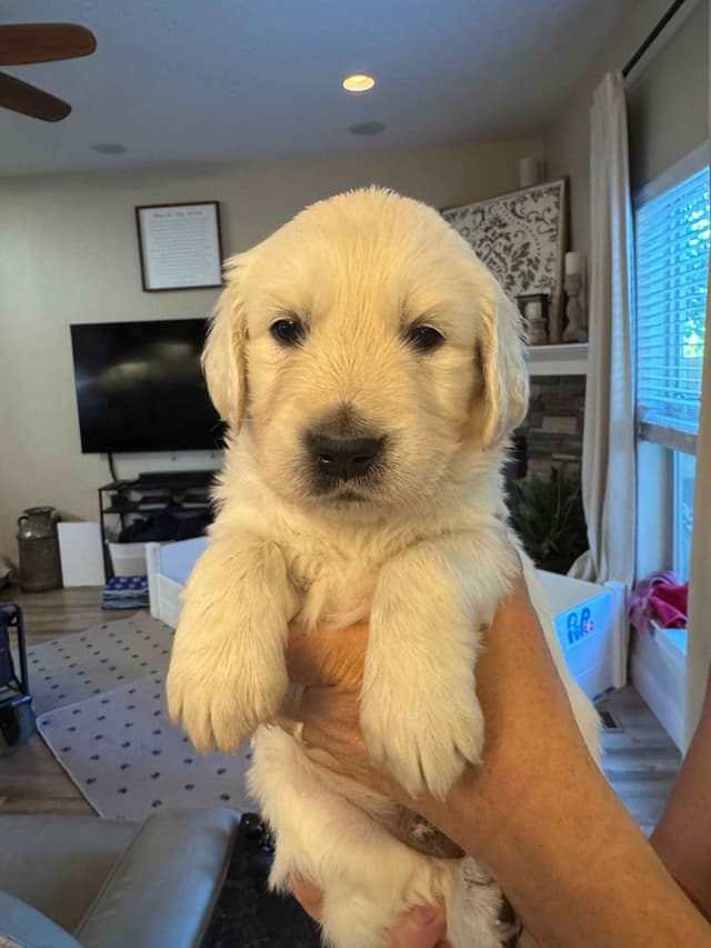 English Cream Golden Retriever Puppies media 14