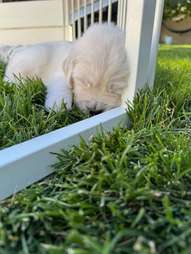English Cream Golden Retriever Puppies media 12