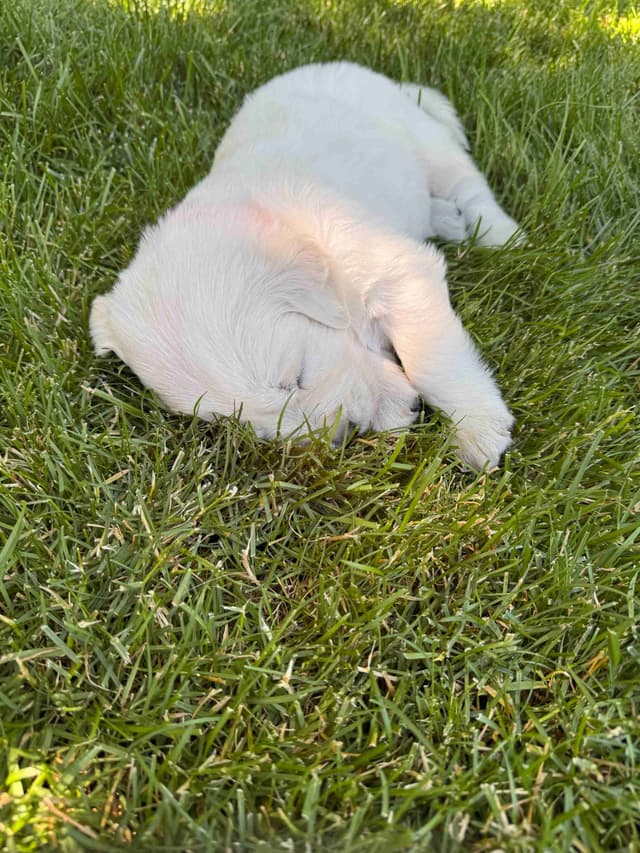 English Cream Golden Retriever Puppies media 16
