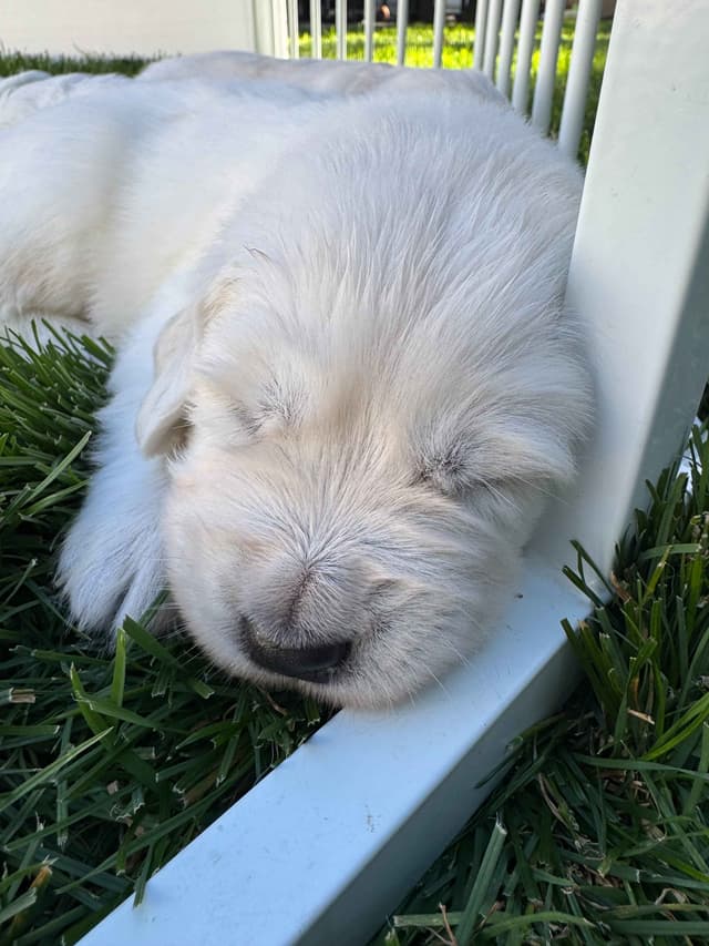 English Cream Golden Retriever Puppies media 15