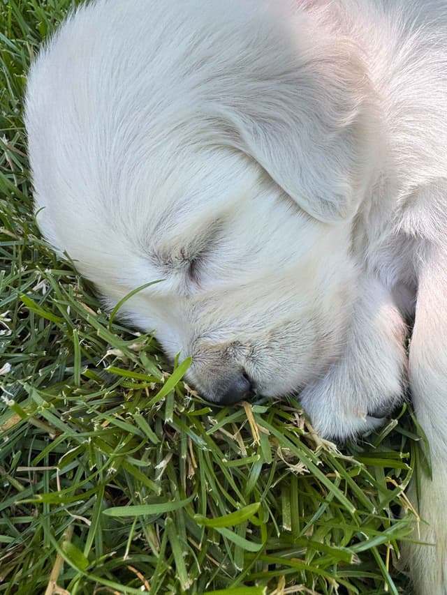 English Cream Golden Retriever Puppies media 17