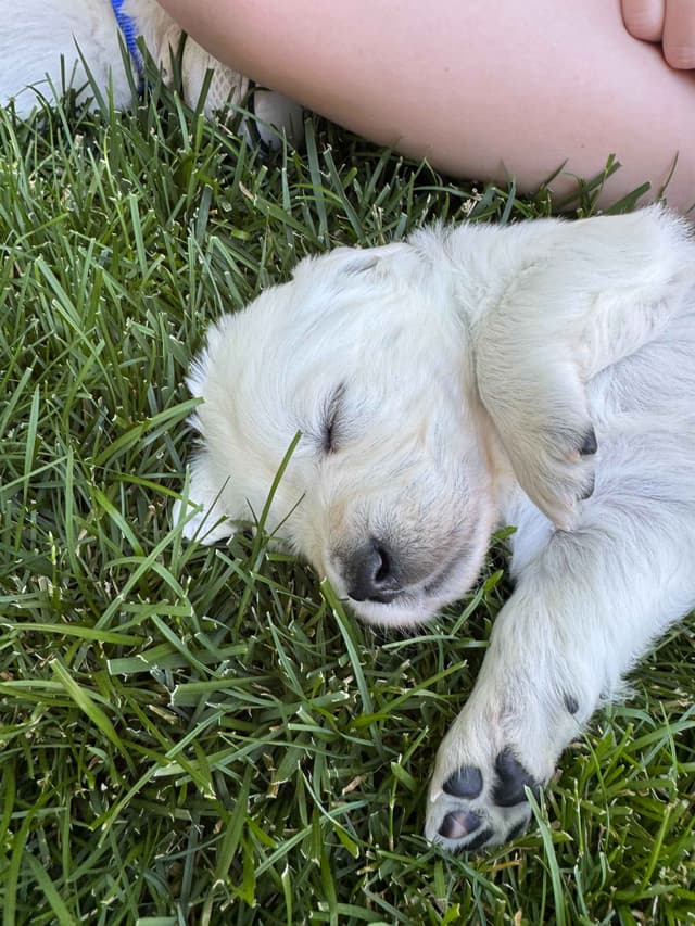 English Cream Golden Retriever Puppies media 18
