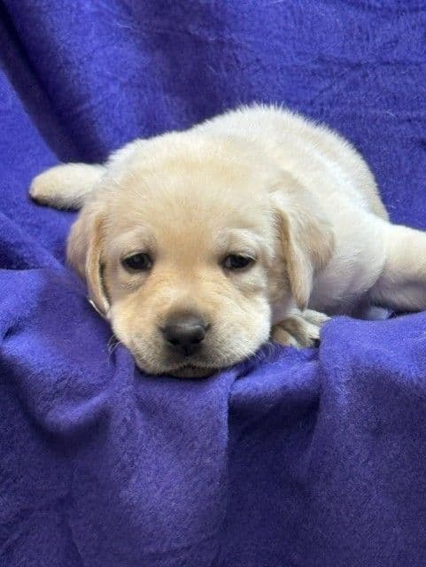 AKC English & American Lab Puppies, Sanford FL media 3