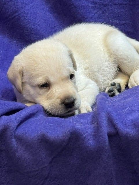 AKC English & American Lab Puppies, Sanford FL media 4