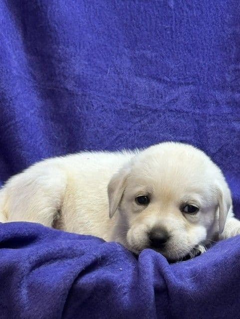 AKC English & American Lab Puppies, Sanford FL media 7