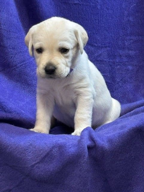 AKC English & American Lab Puppies, Sanford FL media 8