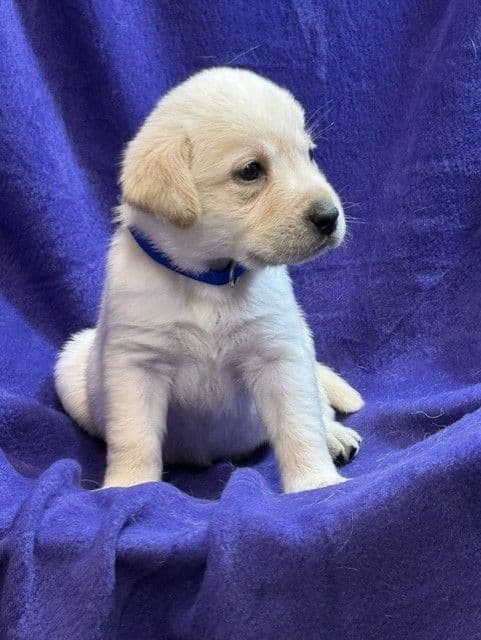AKC English & American Lab Puppies, Sanford FL media 9