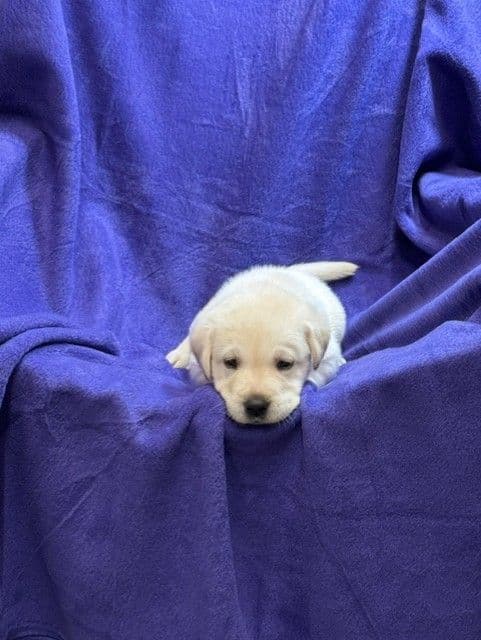 AKC English & American Lab Puppies, Sanford FL media 6