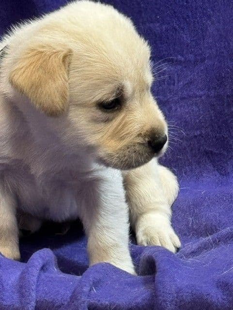 AKC English & American Lab Puppies, Sanford FL media 11